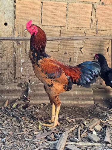 Vende-se Galo Índio
