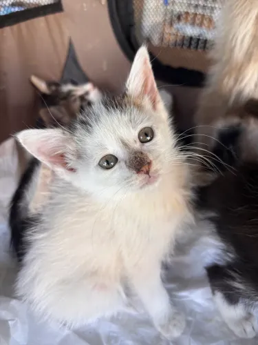Gato filhote para adoção