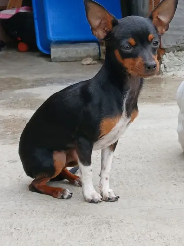 Pinscher