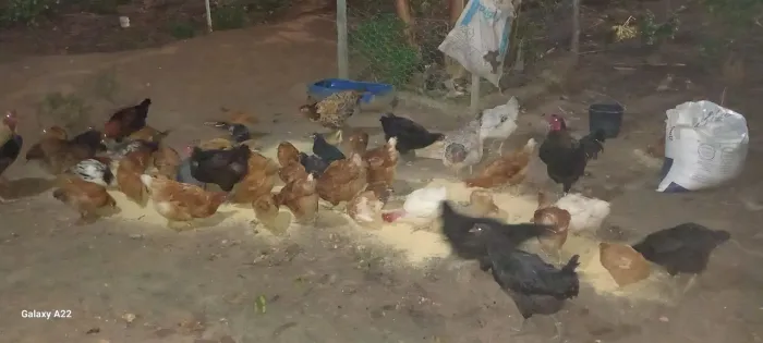 galinha e frango caipira 