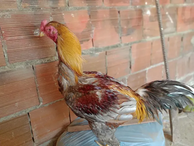 Vendo este galo por 100 reais