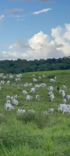 200 alqueires 110 km de Belém R$12 milhões