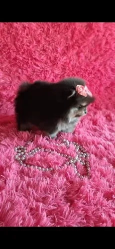 Spitz alemão fêmeas / Lulu da pomerania anão