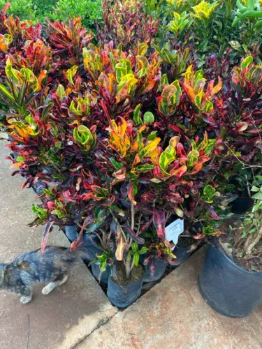 Muda de croton parafuso