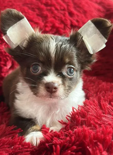 Chihuahua menino chocolate com marcação branco. Amor e fidelidade que contagiam!