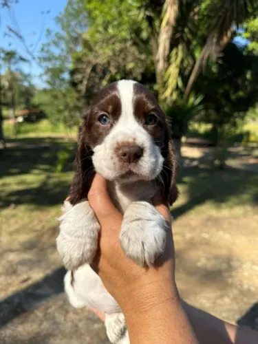 Cocker Spaniel Inglês todas as cores