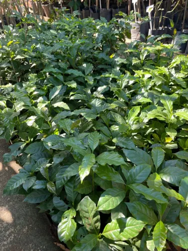 Mudas de Café Catuaí Vermelho