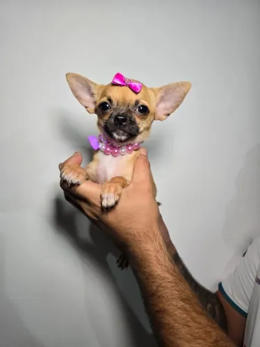 Chihuahua: personalidade forte e coração valente 
