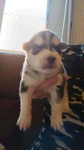Filhote Husky Siberiano, Venha conhecer os bebês mais fofos da cidade!