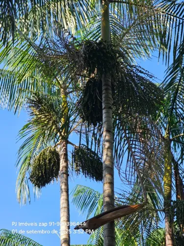 200 hectares açaizal há 77 km de Belém com 15 mil toiceiras todo irrigado ,cacau e pimenta