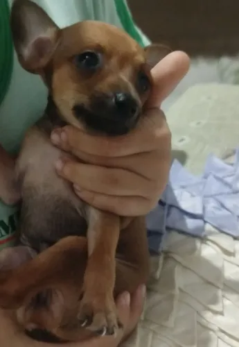 Pinscher número 01