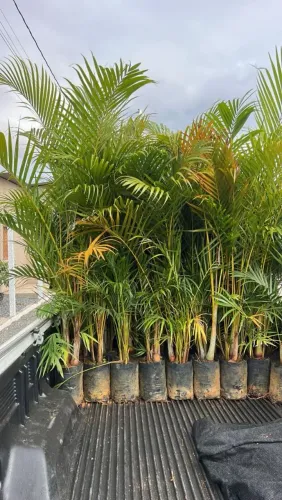 PROMOÇÃO ARECA BAMBÚ / COM 1 METRO E 30 DE ALTURA 