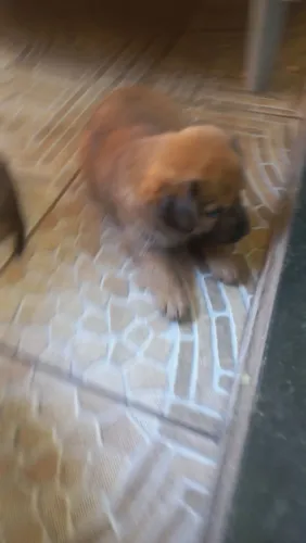 Doação de cachorrinhos