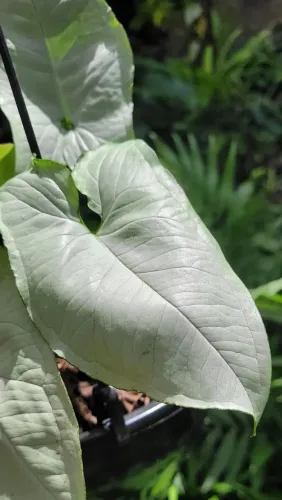 Mudas ornamentais: Folhagens, Syngonium, Plantas raras 