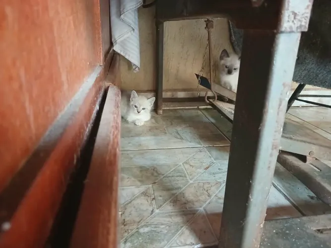 Gatinhos para adoção