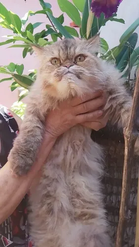 Linda gata Persa Adulta