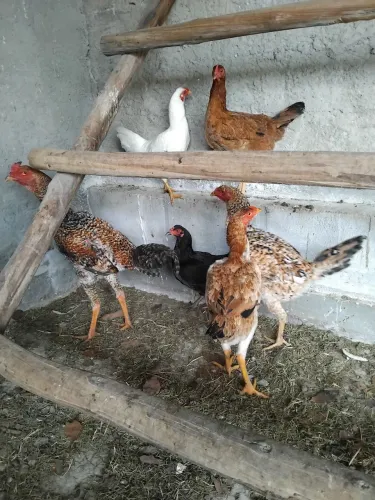 Galo e galinhas caipira.