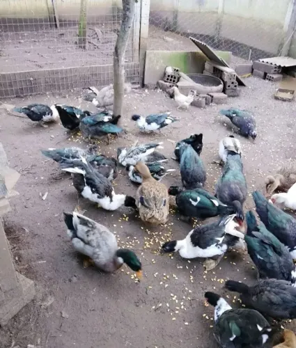 Vendo marecos e patos