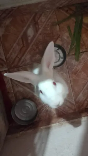 Vendendo um coelho 