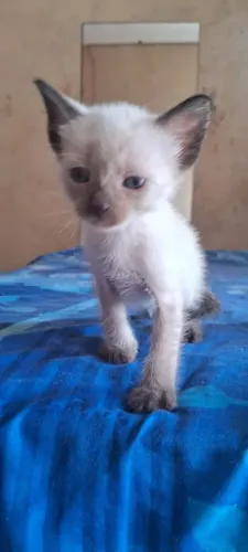 Doação de gatas