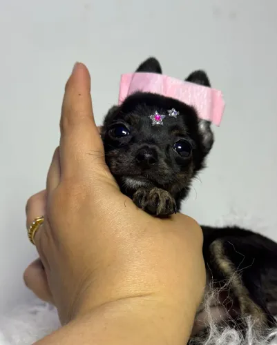 Pinscher femea miudinha top