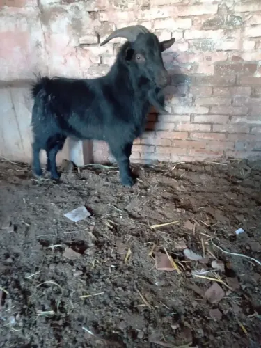 Vendo bode preto