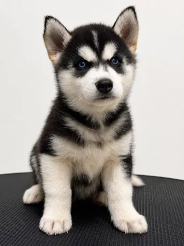 Vendo filhotes de husky siberiano 