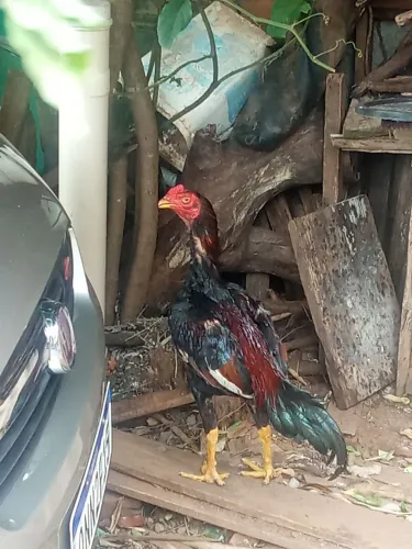 Galo indio