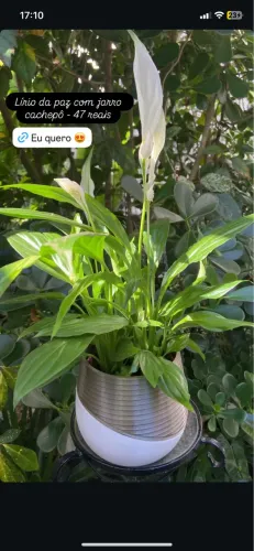 Plantas para apartamento