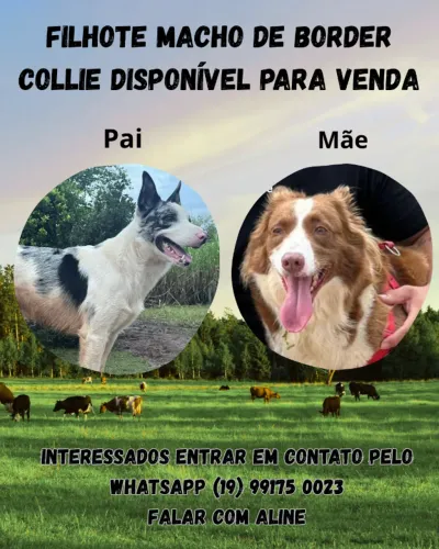 Border Collie