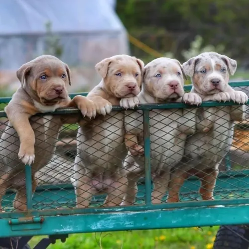 Filhotes De American Bully - Um Sorriso Peludo Te Esperando