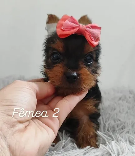 Yorkshire Terrier micro 