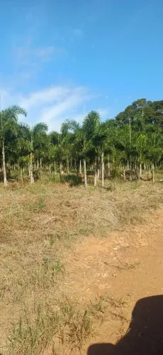 Palmeira rabo de raposa 