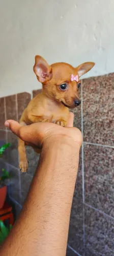 Pincher fofa 