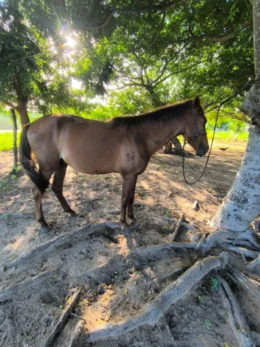 Cavalo a venda