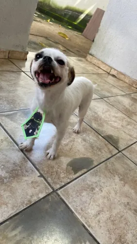 Doação cachorro pequeno