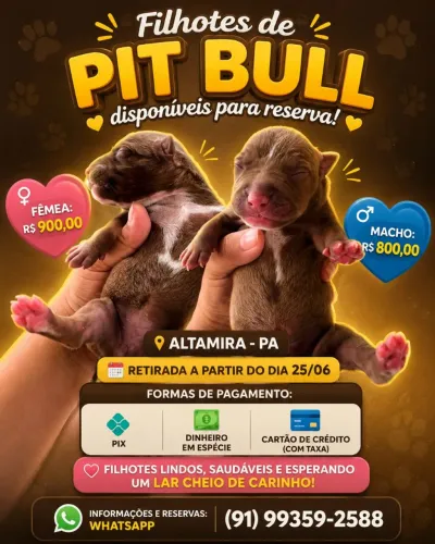 Vende-se Filhote de Pit Bull