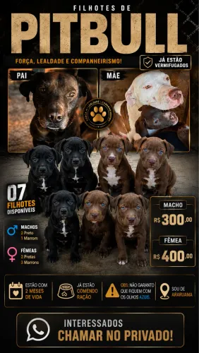 Filhote de Pitbull 