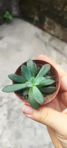 Suculentas