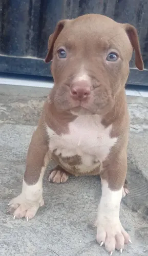 Pitbull fêmea 45 dias
