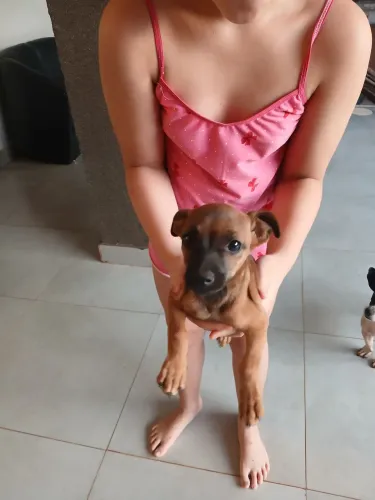 Doa filhote de cachorro pithe2