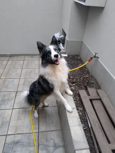 Border Collie Macho