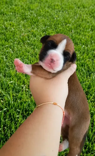 Filhote Boxer, raça perfeita 