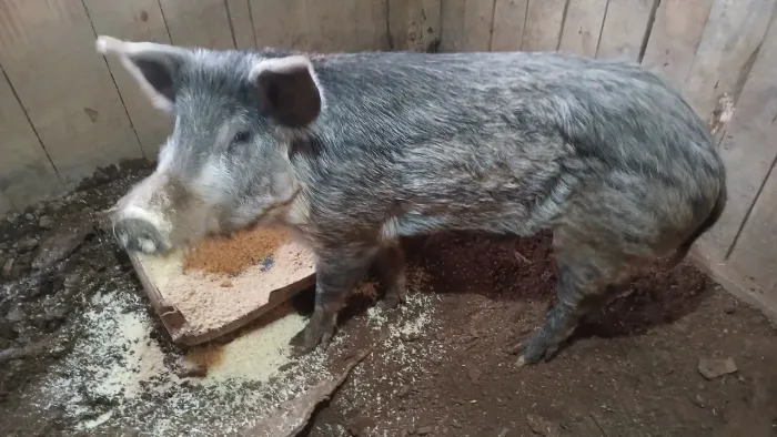 Porco moura