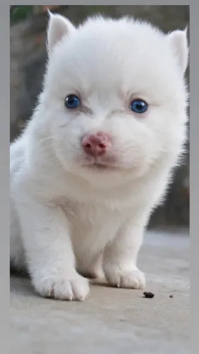 Pomsky F2 mini original