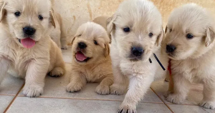 Filhote de Golden Retriever