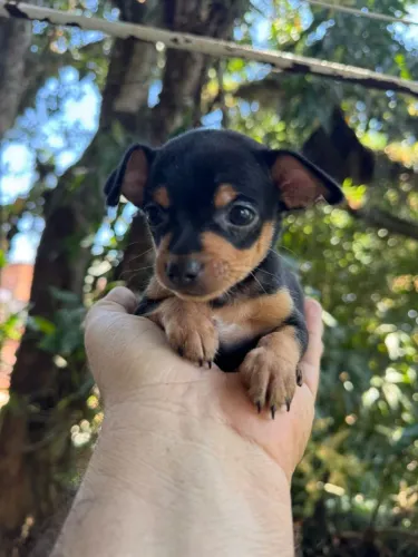 Filhote de pinscher miniatura com pedigree