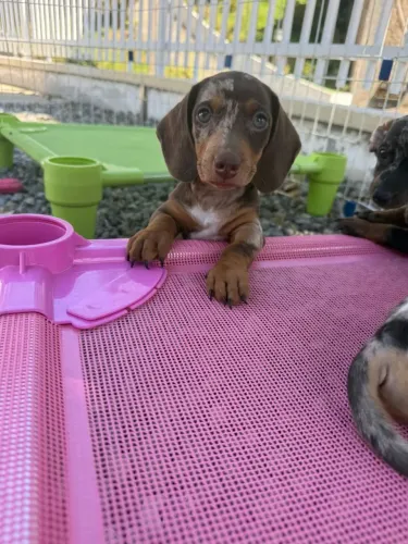 Filhotes dachshund 