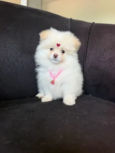 Lulu da Pomerânia ANÃO fêmea