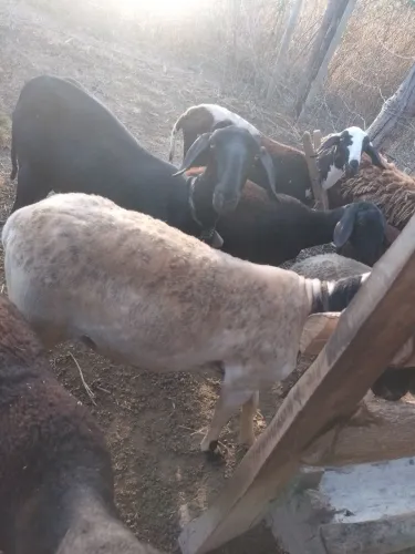 Vendo carneiro